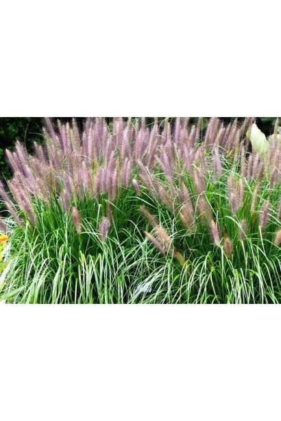 "Ред Хед" — сорт пір'ястощетинника з унікальними червонуватими суцвіттями